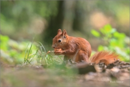 <p>VEVERKA OBECNÁ (Sciurus vulgaris) M. Boleslav ---- /Red squirrel - Eichhörnchen/</p>